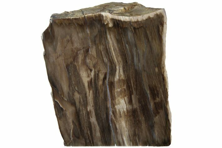 Polished, Petrified Wood (Metasequoia) Stand Up - Oregon #185146